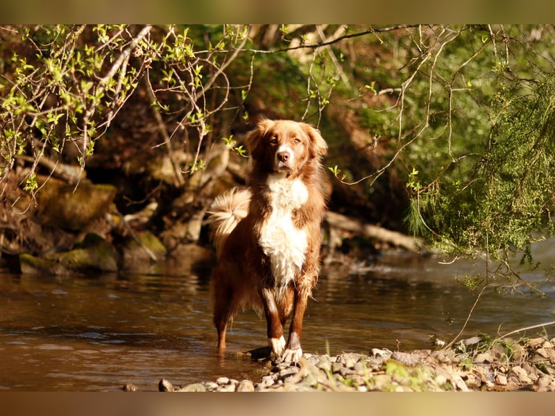 Vermittlungshilfe Aramis in 88239 Amtzell