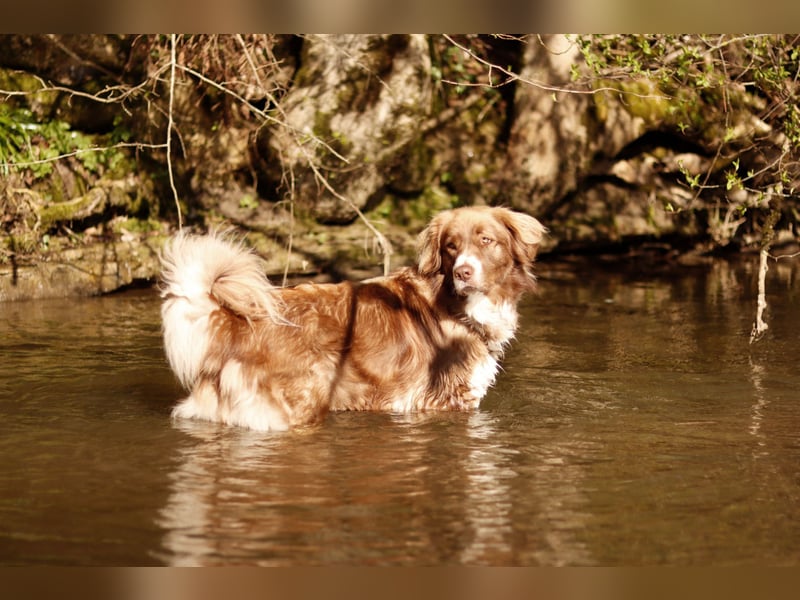 Vermittlungshilfe Aramis in 88239 Amtzell