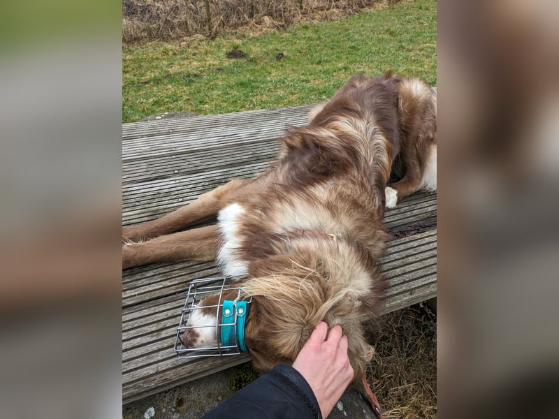 Vermittlungshilfe Aramis in 88239 Amtzell