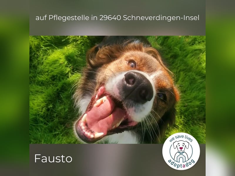 Fausto: sucht ein erfahrenes Zuhause in 29640 Schneverdingen/D
