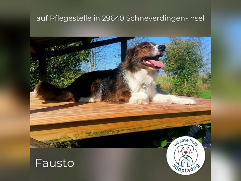 Fausto: sucht ein erfahrenes Zuhause in 29640 Schneverdingen/D