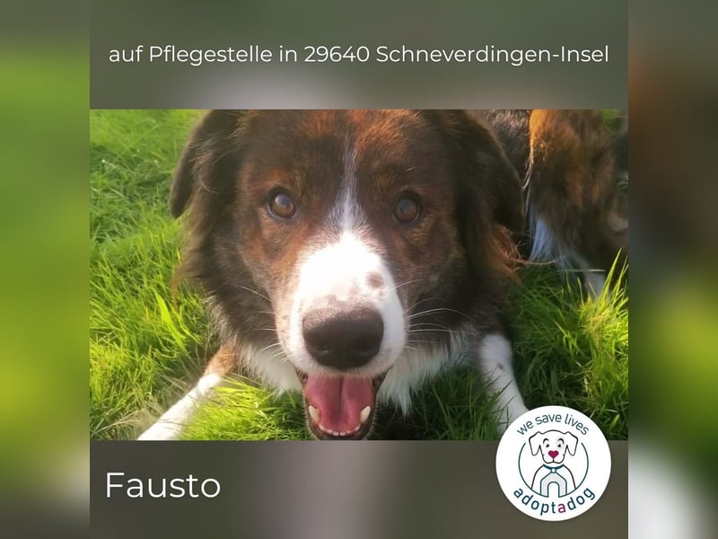 Fausto: sucht ein erfahrenes Zuhause in 29640 Schneverdingen/D