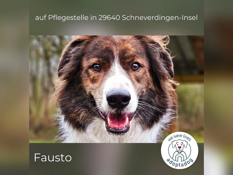 Fausto: sucht ein erfahrenes Zuhause in 29640 Schneverdingen/D