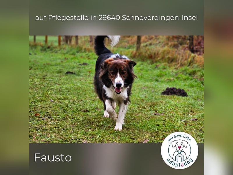Fausto: sucht ein erfahrenes Zuhause in 29640 Schneverdingen/D