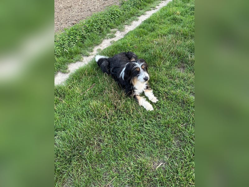 Adoptiert mich! Erzieht mich! Trainiert mit mir und ich bin der Weltbeste Australien Shepherd Mix