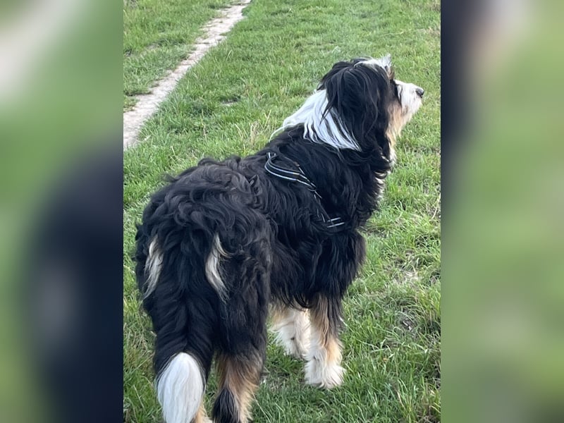 Adoptiert mich! Erzieht mich! Trainiert mit mir und ich bin der Weltbeste Australien Shepherd Mix