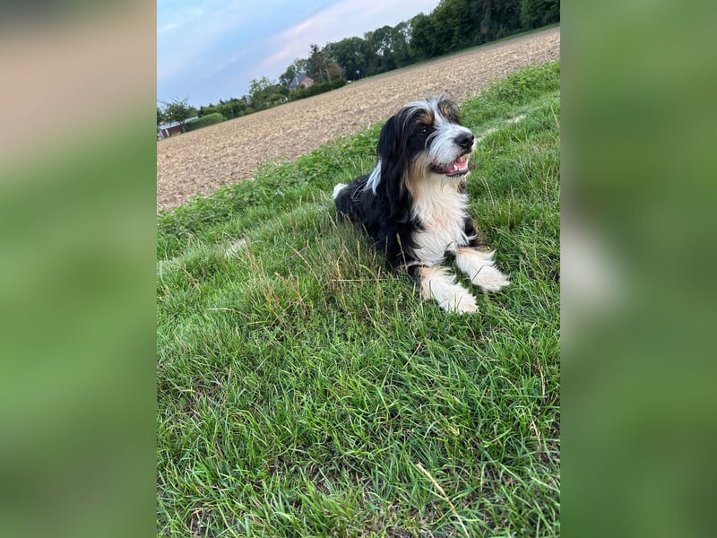 Adoptiert mich! Erzieht mich! Trainiert mit mir und ich bin der Weltbeste Australien Shepherd Mix