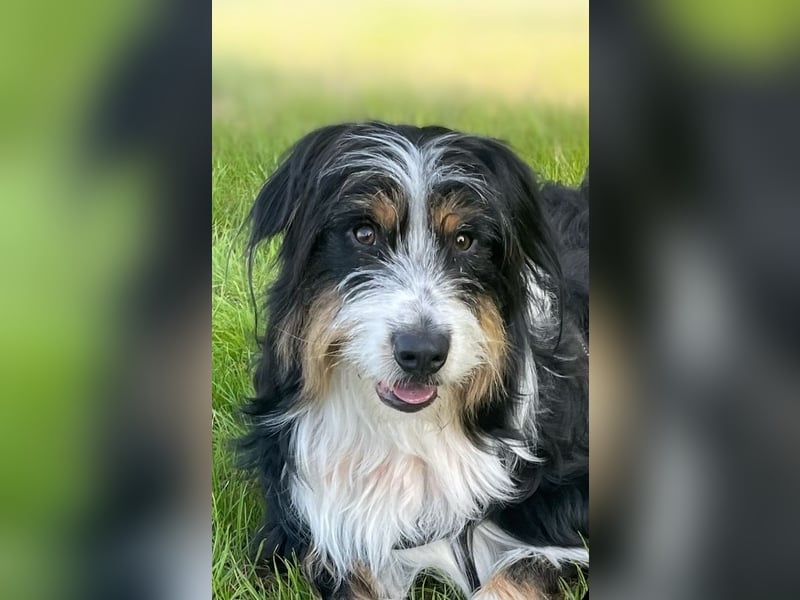 Adoptiert mich! Erzieht mich! Trainiert mit mir und ich bin der Weltbeste Australien Shepherd Mix