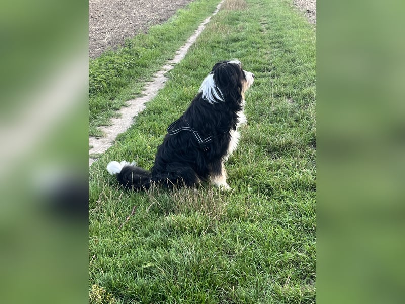 Adoptiert mich! Erzieht mich! Trainiert mit mir und ich bin der Weltbeste Australien Shepherd Mix