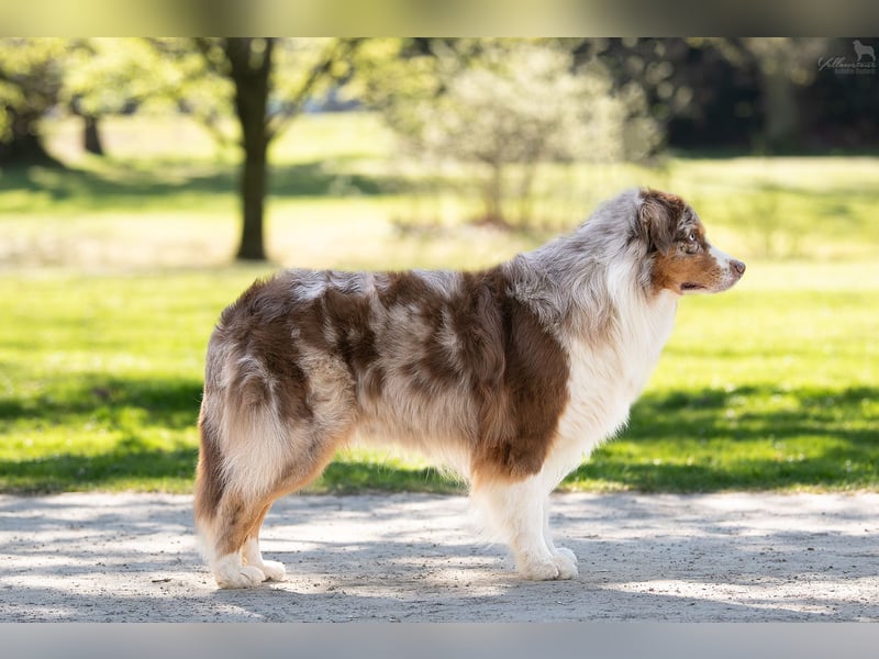 Australian Shepherd Deckrüde Red Merle mit ASCA Papieren "Captain" Therapiehund