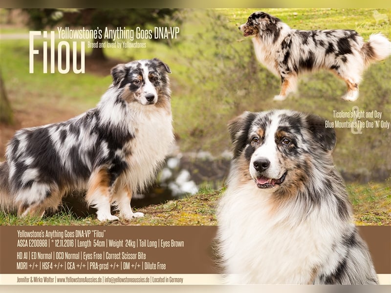 Australian Shepherd Deckrüde Blue Merle "Filou" www.YellowstoneAussies.de