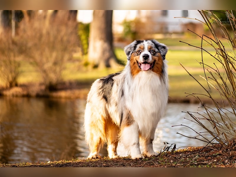 Australian Shepherd Deckrüde Blue Merle USA Linie mit ASCA Papieren "Sparrow"