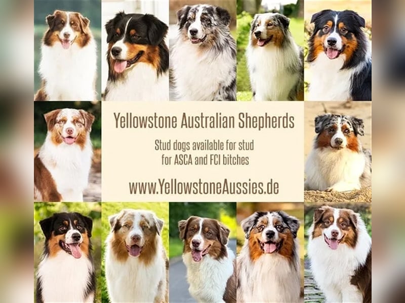 Australian Shepherd Deckrüden in Blue Merle, Red Merle, Red Tri und Black Tri mit ASCA und FCI