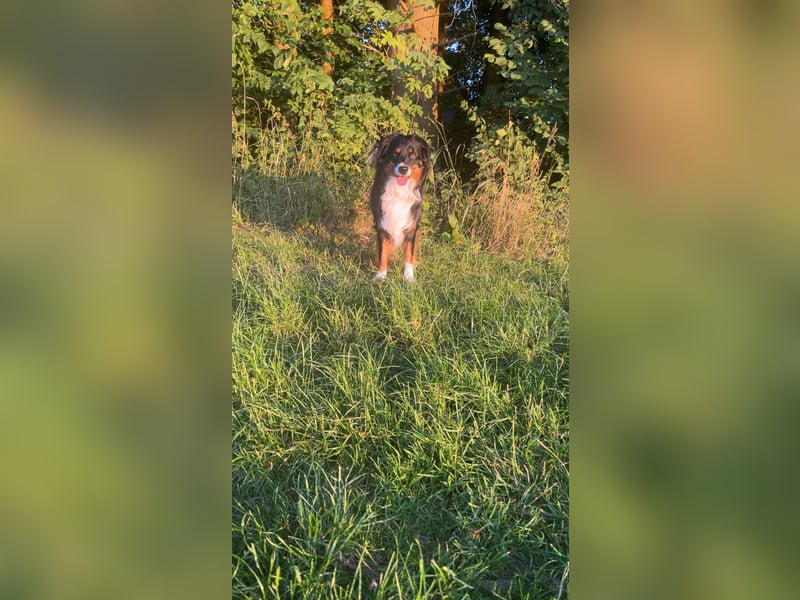 Australian Shepherd Black Tri/Red Factored Deckrüde