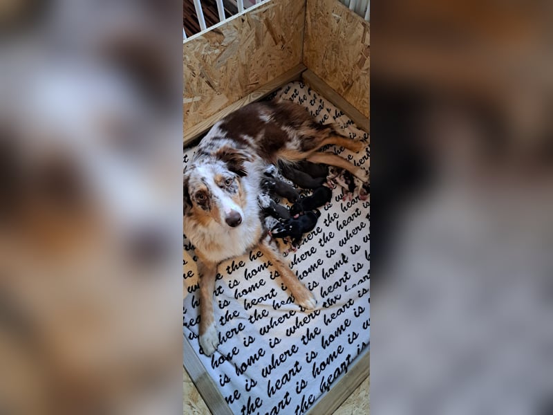 Australian Shepherd Black Tri/Red Factored Deckrüde
