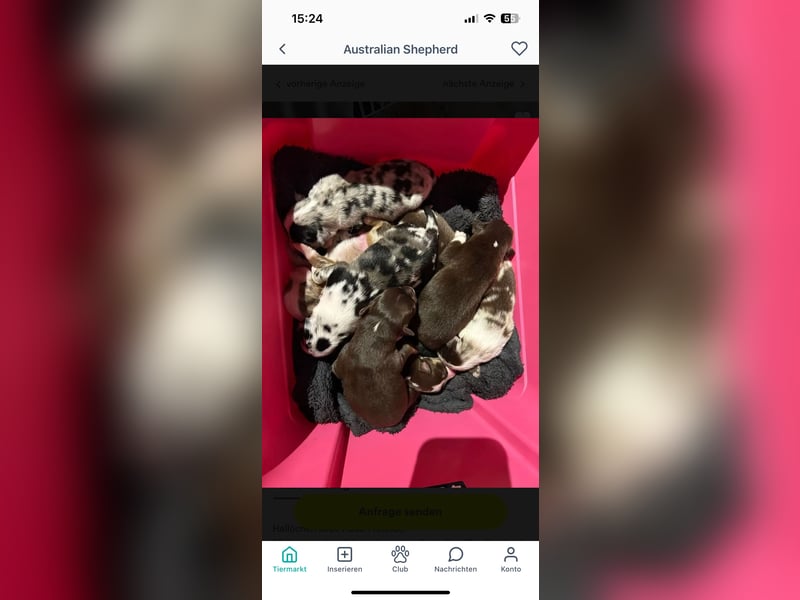 Australian Shepherd Black Tri/Red Factored Deckrüde