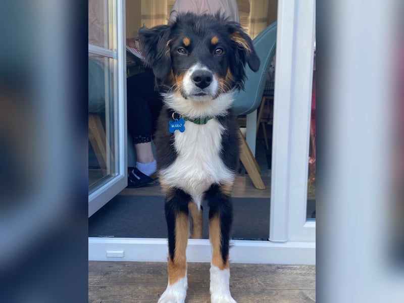 Australian Shepherd Black Tri/Red Factored Deckrüde