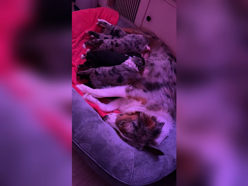 Australian Shepherd Black Tri/Red Factored Deckrüde