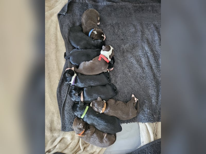 Australian Shepherd Black Tri/Red Factored Deckrüde