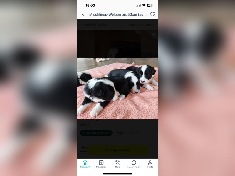 Australian Shepherd Black Tri/Red Factored Deckrüde