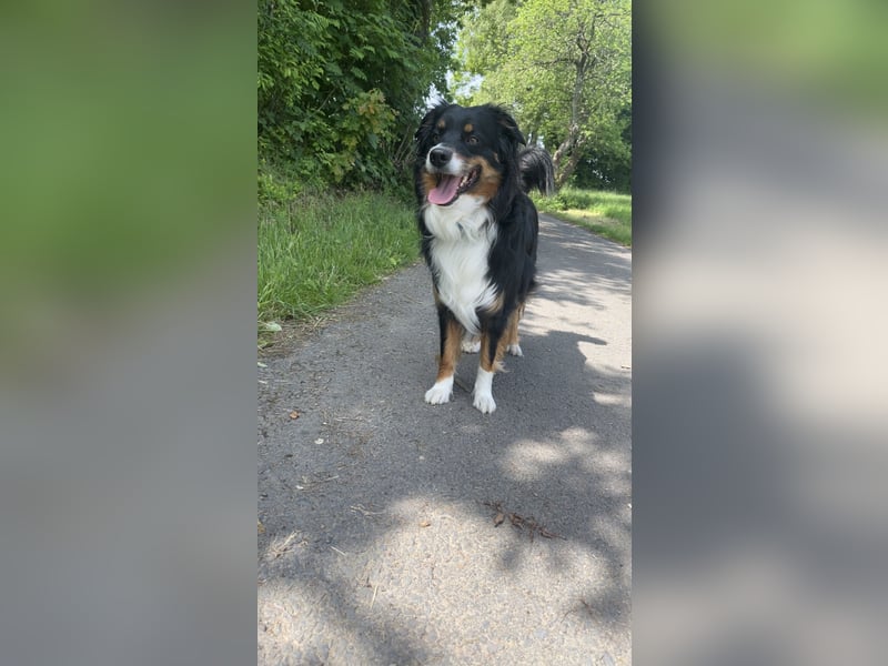 Australian Shepherd Black Tri/Red Factored Deckrüde