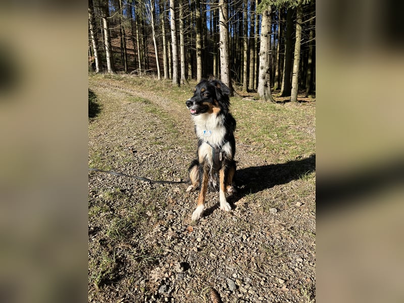 Australian Shepherd Black Tri/Red Factored Deckrüde