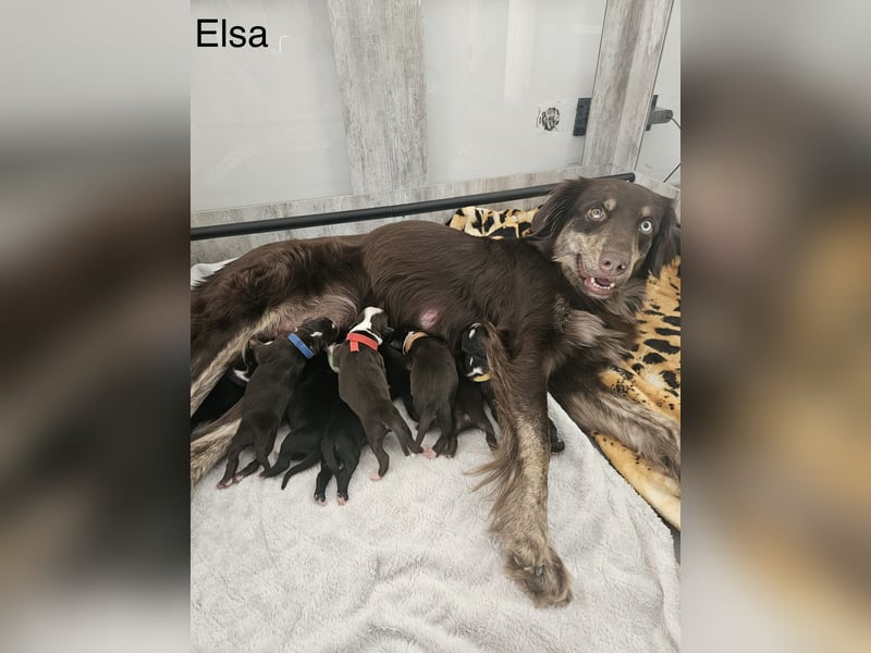 Australian Shepherd Black Tri/Red Factored Deckrüde