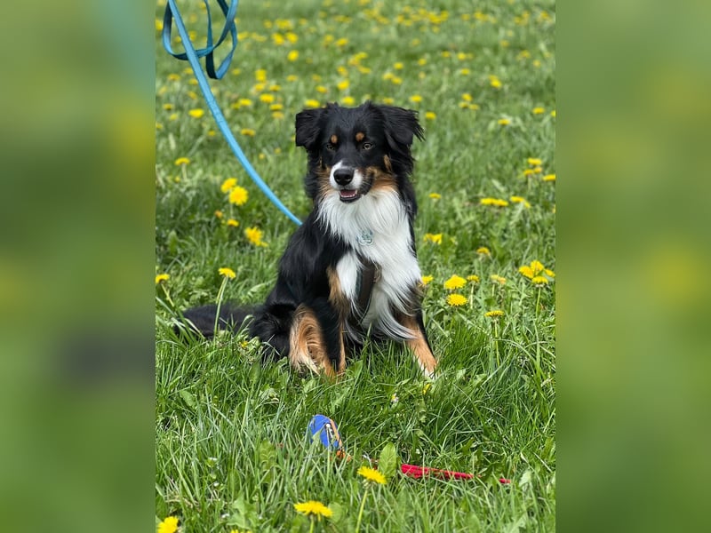 Australian Shepherd Black Tri/Red Factored Deckrüde