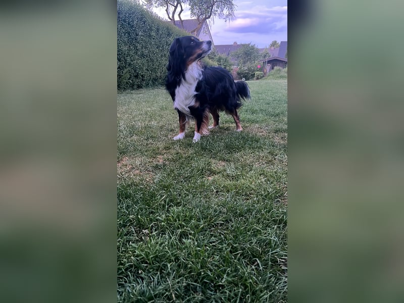 Australian Shepherd Black Tri/Red Factored Deckrüde