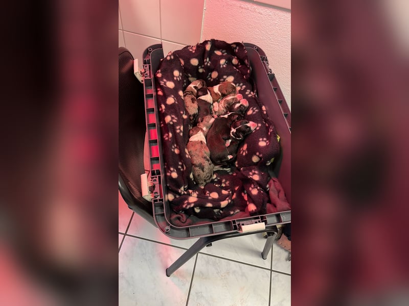 Australian Shepherd Black Tri/Red Factored Deckrüde