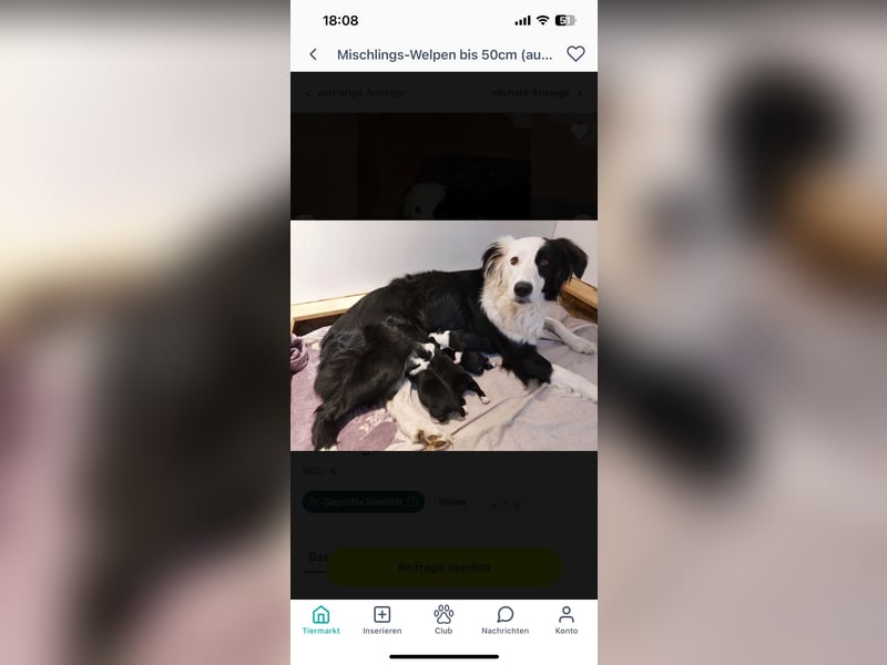 Australian Shepherd Black Tri/Red Factored Deckrüde