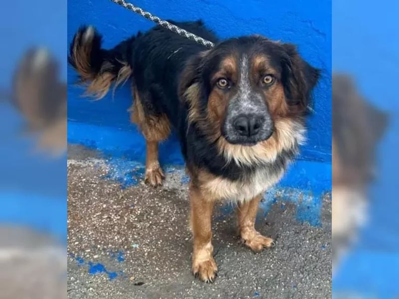 Lewis – der charmante Herzensbrecher mit der Herzchen-Nase!