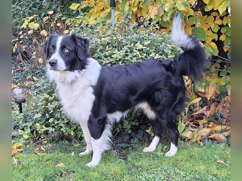 Australian Shepherd