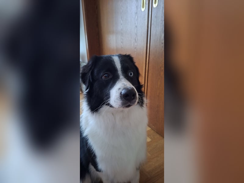 Australian Shepherd