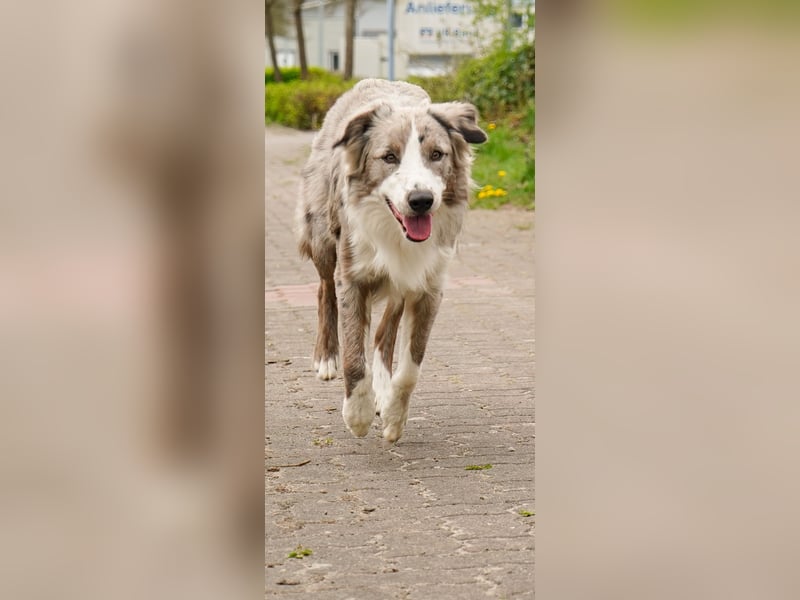 Deckrüden Border Collie u.Australian Shepherd