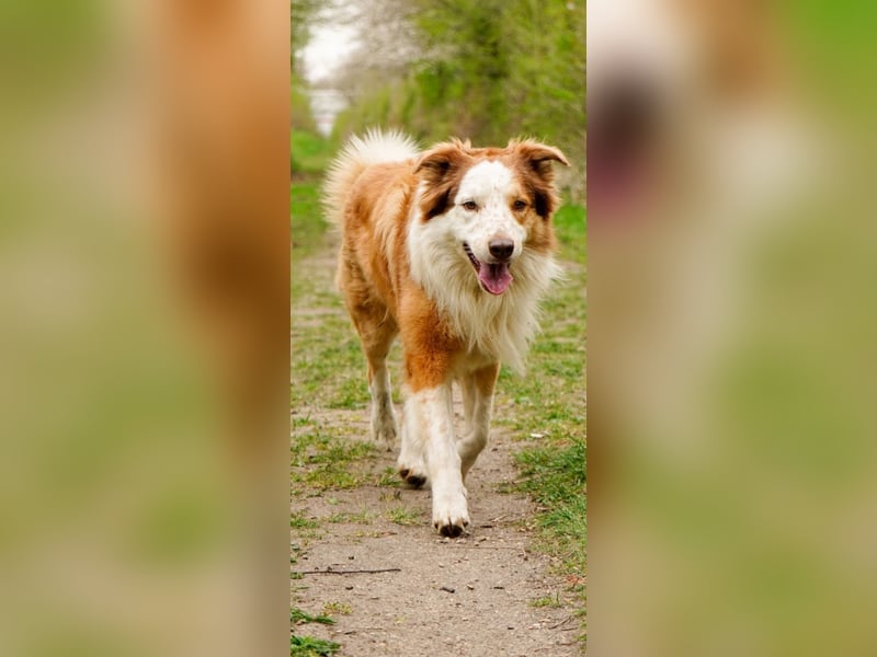 Deckrüden Border Collie u.Australian Shepherd