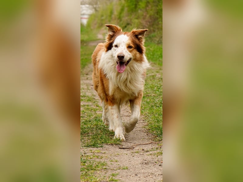 Deckrüden Border Collie u.Australian Shepherd