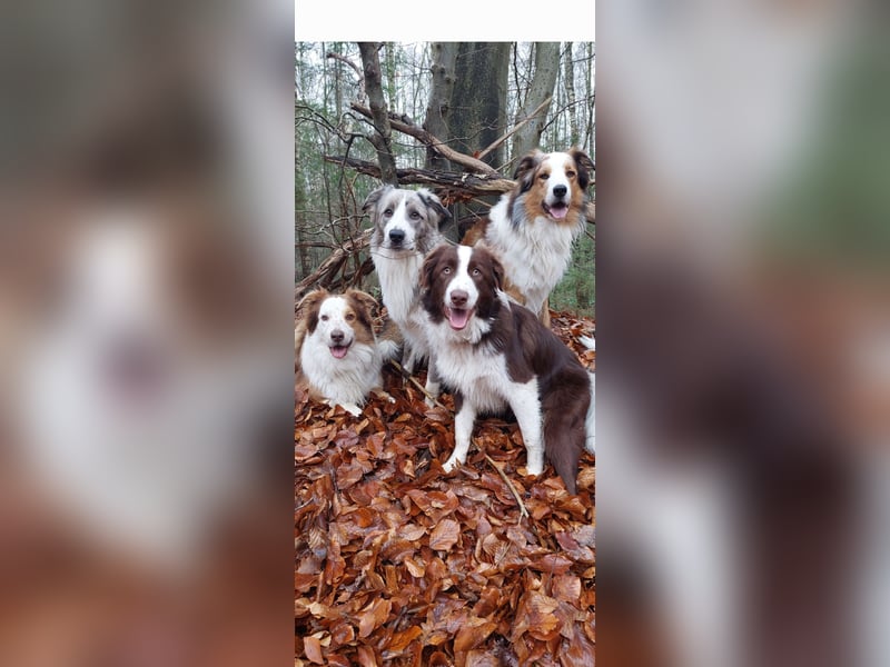 Deckrüden Border Collie u.Australian Shepherd
