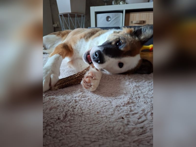 KAIRA - diese wunderbare, unkomplizierte Hündin ist die perfekte Begleiterin!
