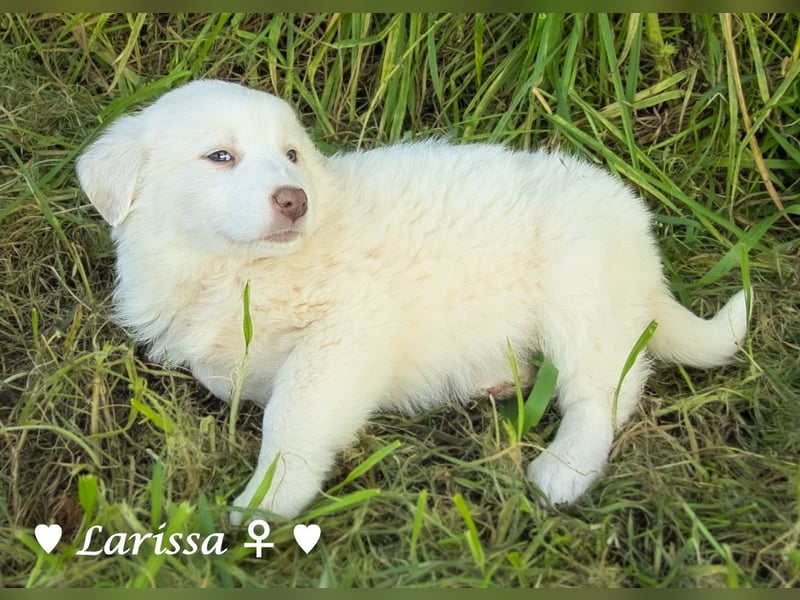 Sechs wunderschöne Mischlinge suchen ein Zuhause