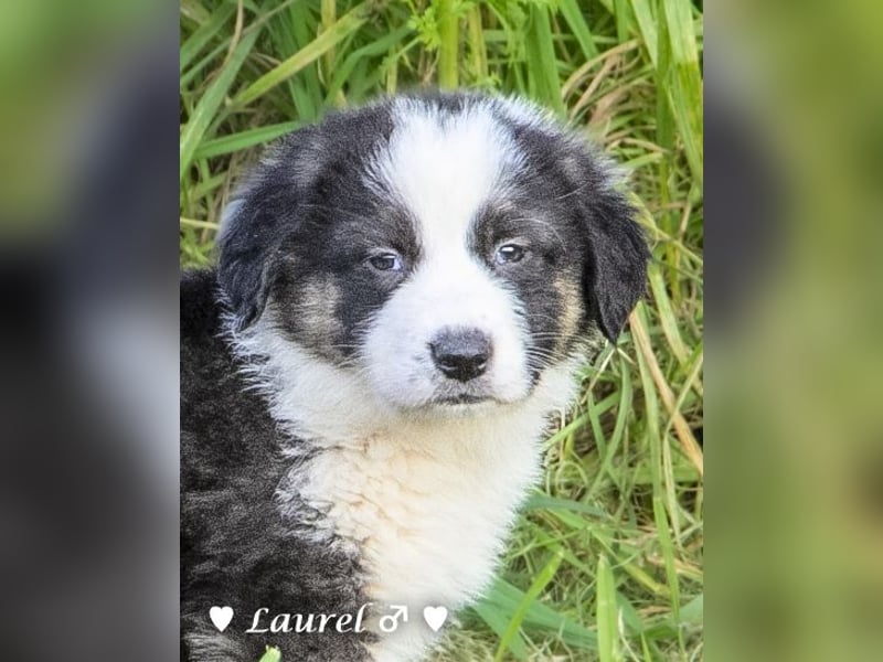 Sechs wunderschöne Mischlinge suchen ein Zuhause