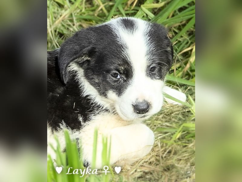 Sechs wunderschöne Mischlinge suchen ein Zuhause