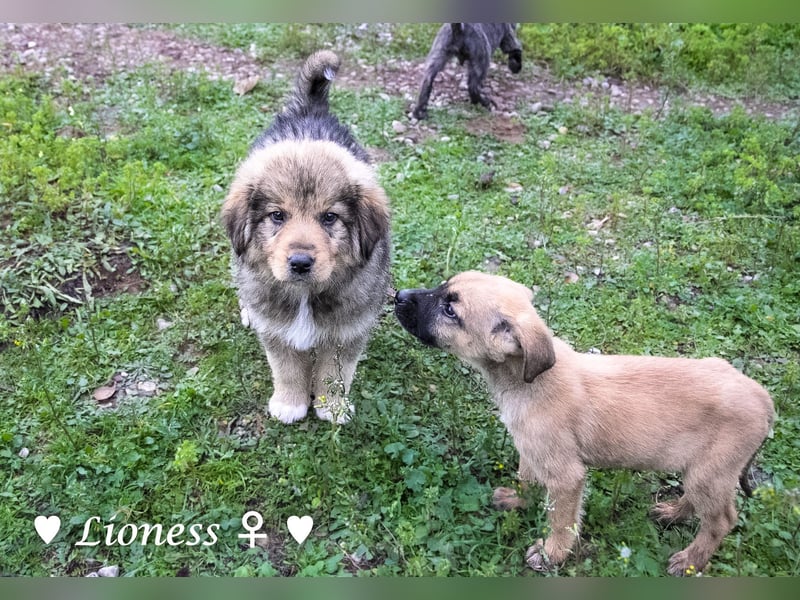 Sechs wunderschöne Mischlinge suchen ein Zuhause