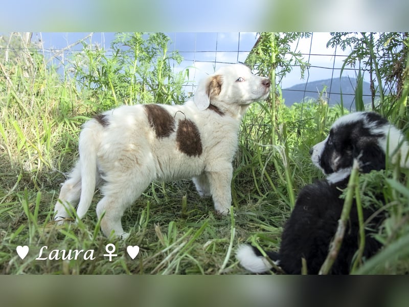 Sechs wunderschöne Mischlinge suchen ein Zuhause