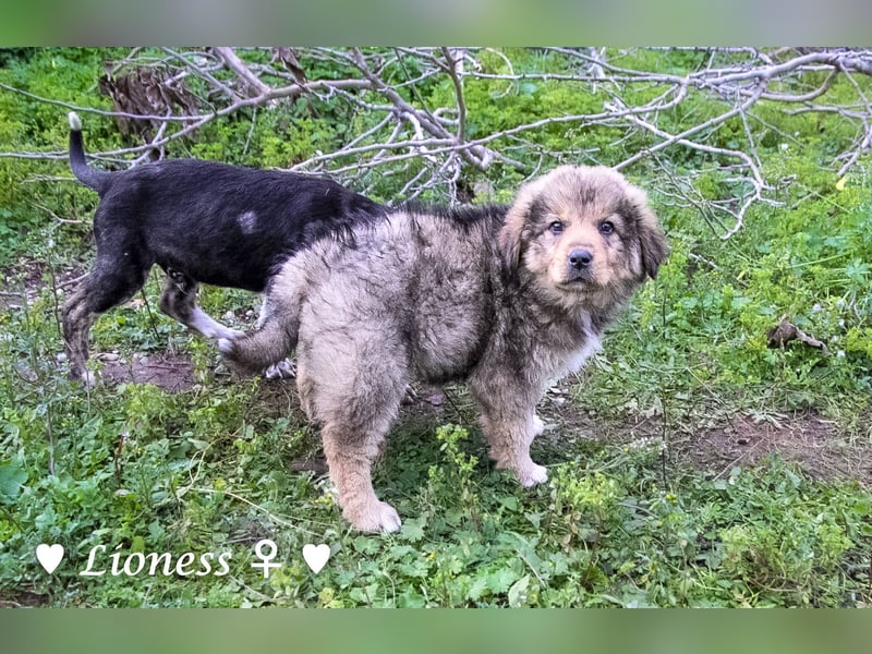 Sechs wunderschöne Mischlinge suchen ein Zuhause