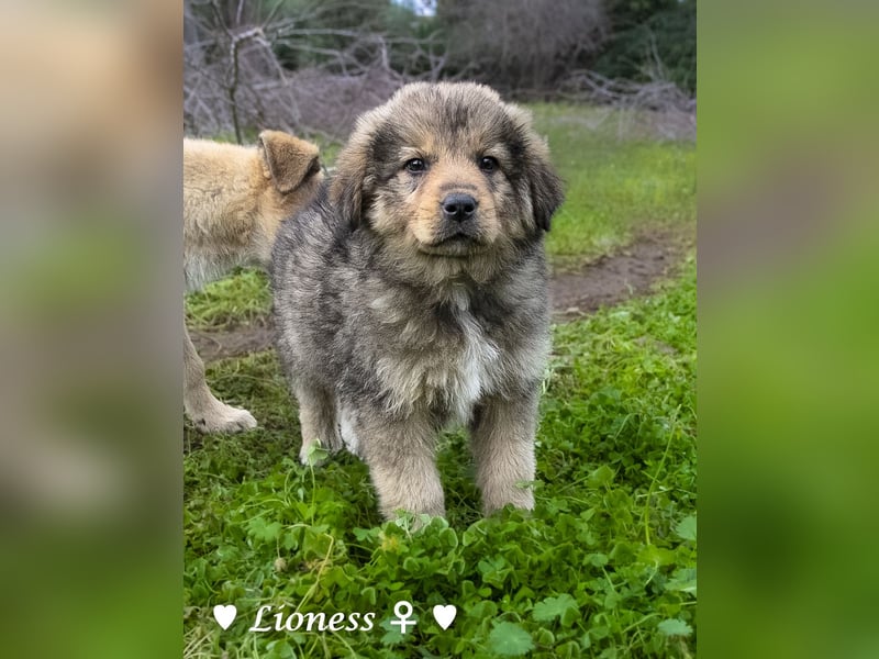 Sechs wunderschöne Mischlinge suchen ein Zuhause