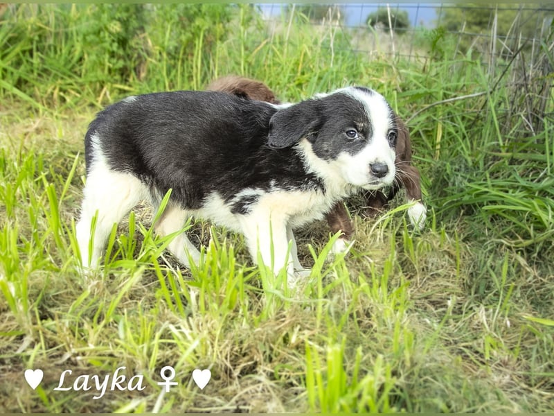 Sechs wunderschöne Mischlinge suchen ein Zuhause
