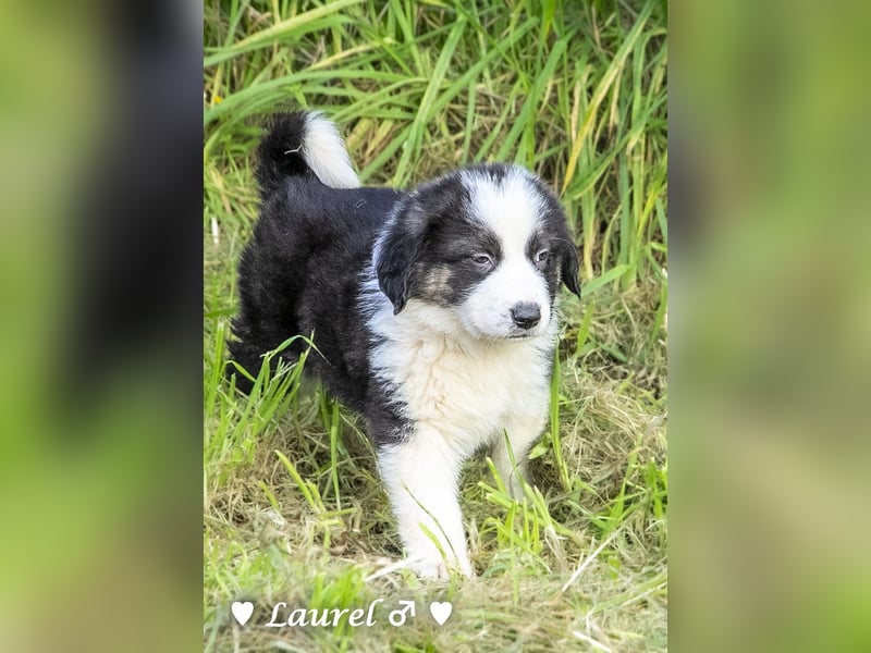 Sechs wunderschöne Mischlinge suchen ein Zuhause