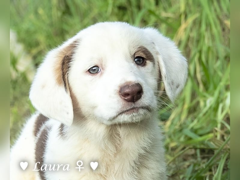 Sechs wunderschöne Mischlinge suchen ein Zuhause