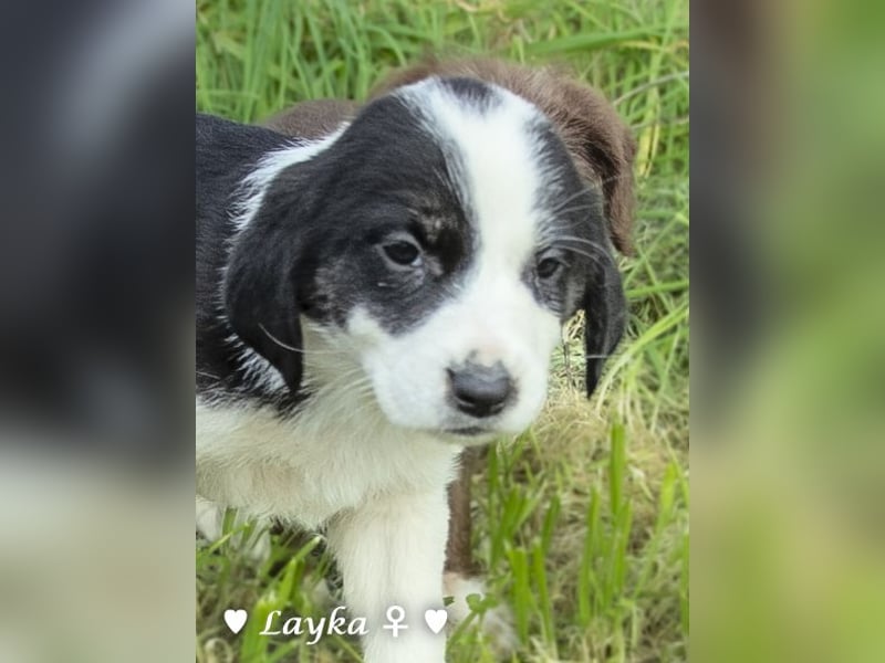 Sechs wunderschöne Mischlinge suchen ein Zuhause